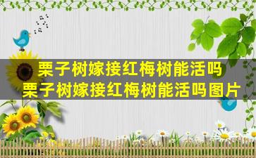 栗子树嫁接红梅树能活吗 栗子树嫁接红梅树能活吗图片